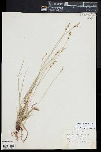 Carex lucorum image