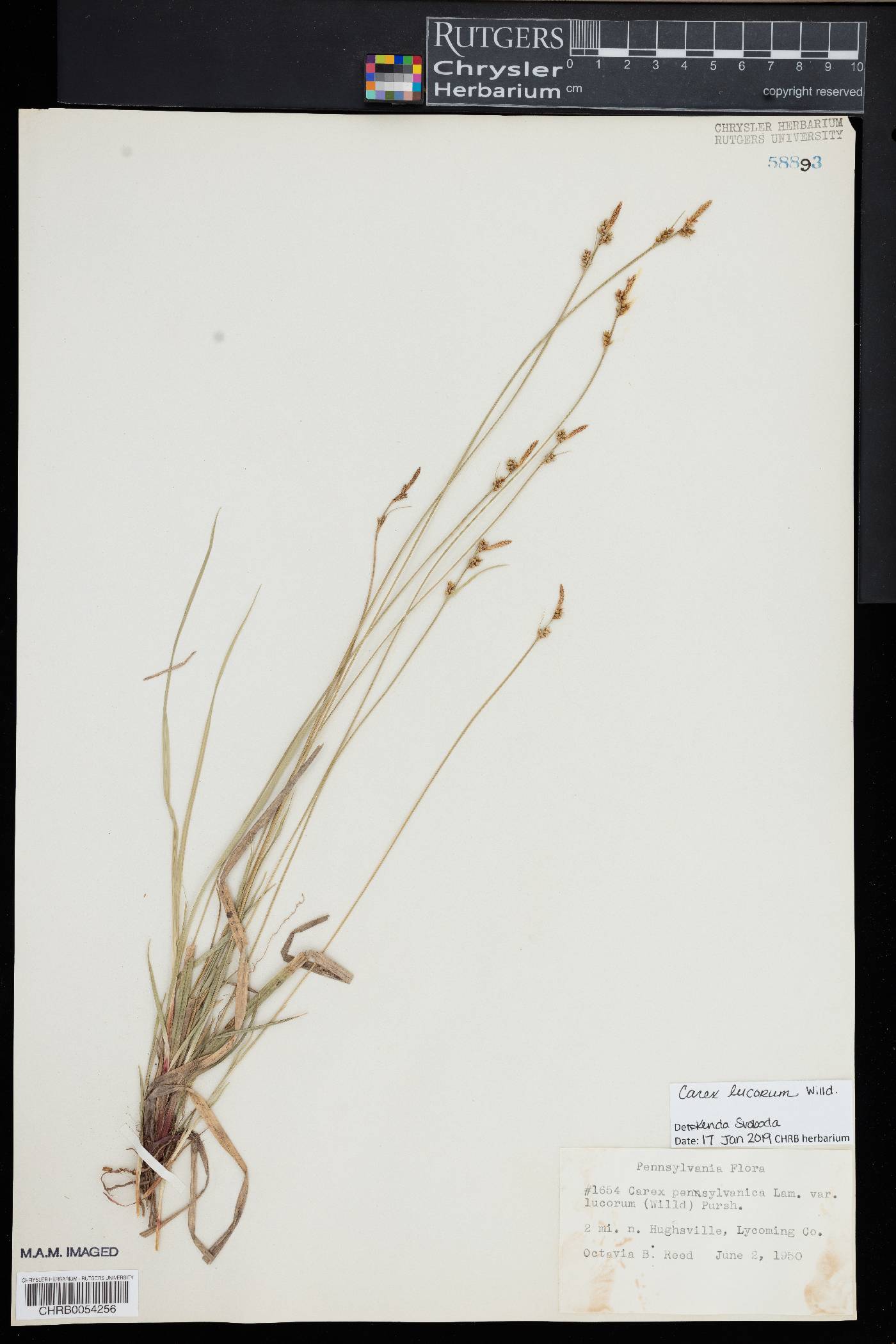 Carex lucorum image