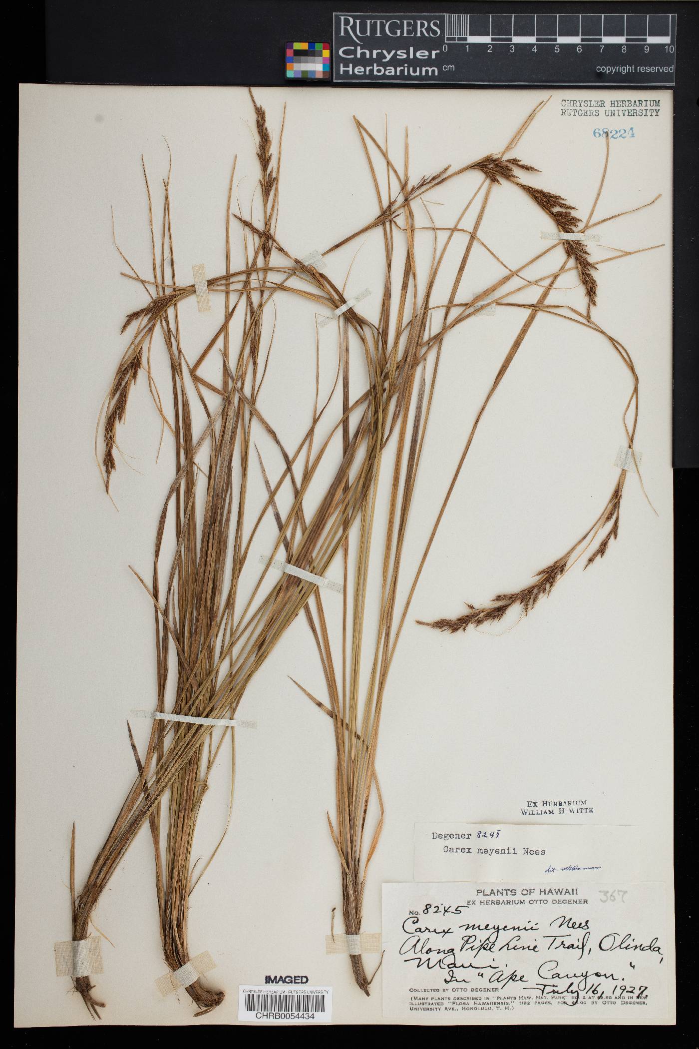 Carex meyenii image