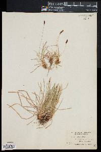 Carex montana image