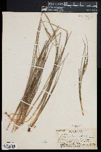 Carex montis-eeka image
