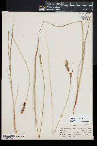 Carex nigra image