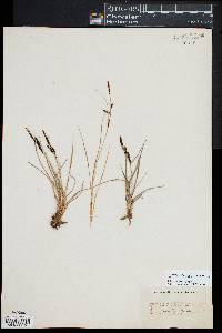 Carex nigra image