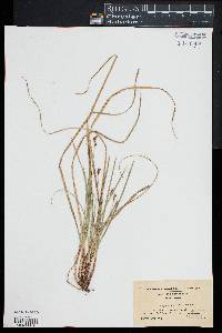 Carex nigromarginata image