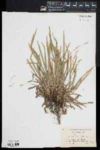 Carex laxiculmis image