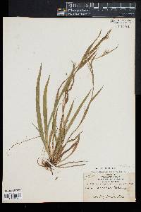 Carex laxiculmis image