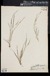 Carex laxiculmis image