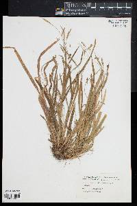 Carex laxiculmis image