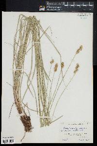 Carex normalis image