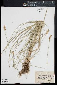 Carex normalis image