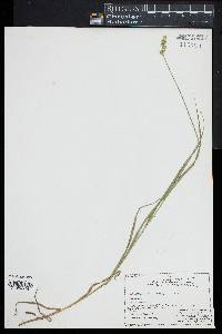 Carex normalis image