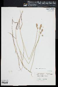 Carex normalis image