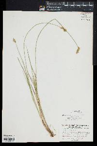 Carex normalis image