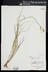 Carex normalis image