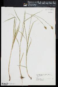 Carex normalis image