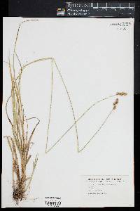 Carex normalis image