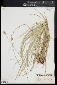 Carex normalis image