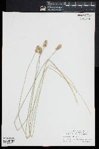 Carex normalis image