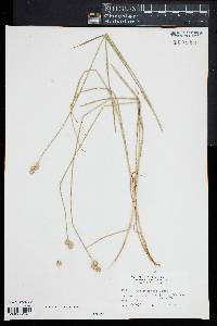 Carex normalis image