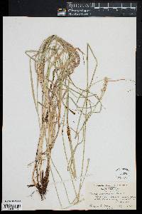 Carex normalis image