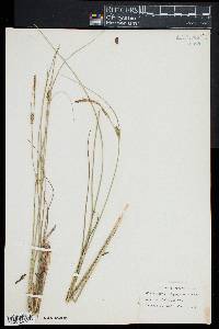 Carex oligosperma image