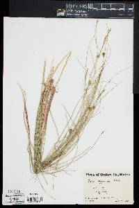 Carex oligosperma image