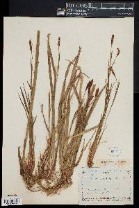 Carex pilosa image