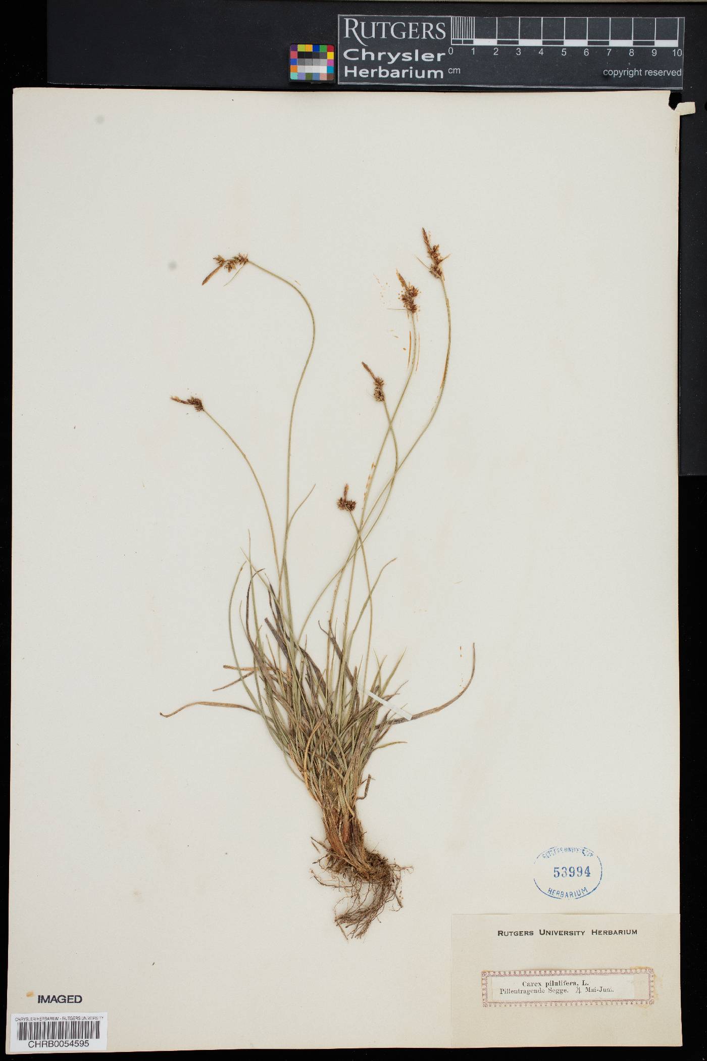 Carex pilulifera image