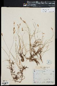 Carex praecox image