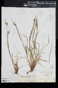 Carex pallescens image