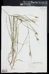 Carex pallescens image