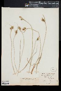 Carex pallescens image