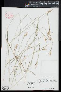 Carex pallescens image