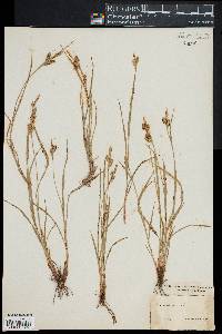 Carex pallescens image