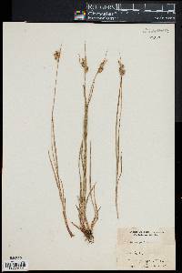 Carex pallescens image