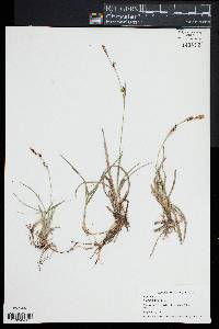 Carex panicea image