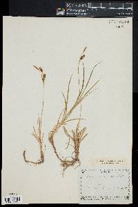 Carex panicea image