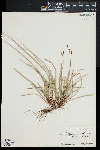 Carex pedunculata image