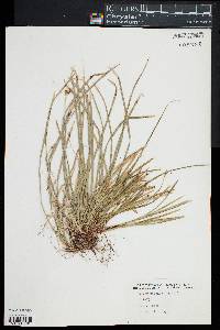 Carex pedunculata image