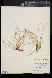 Carex pedunculata image