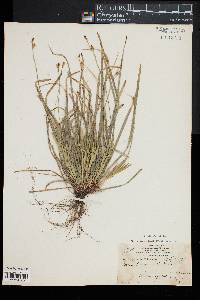 Carex pedunculata image