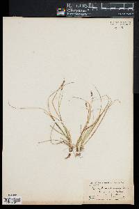 Carex pennsylvanica image