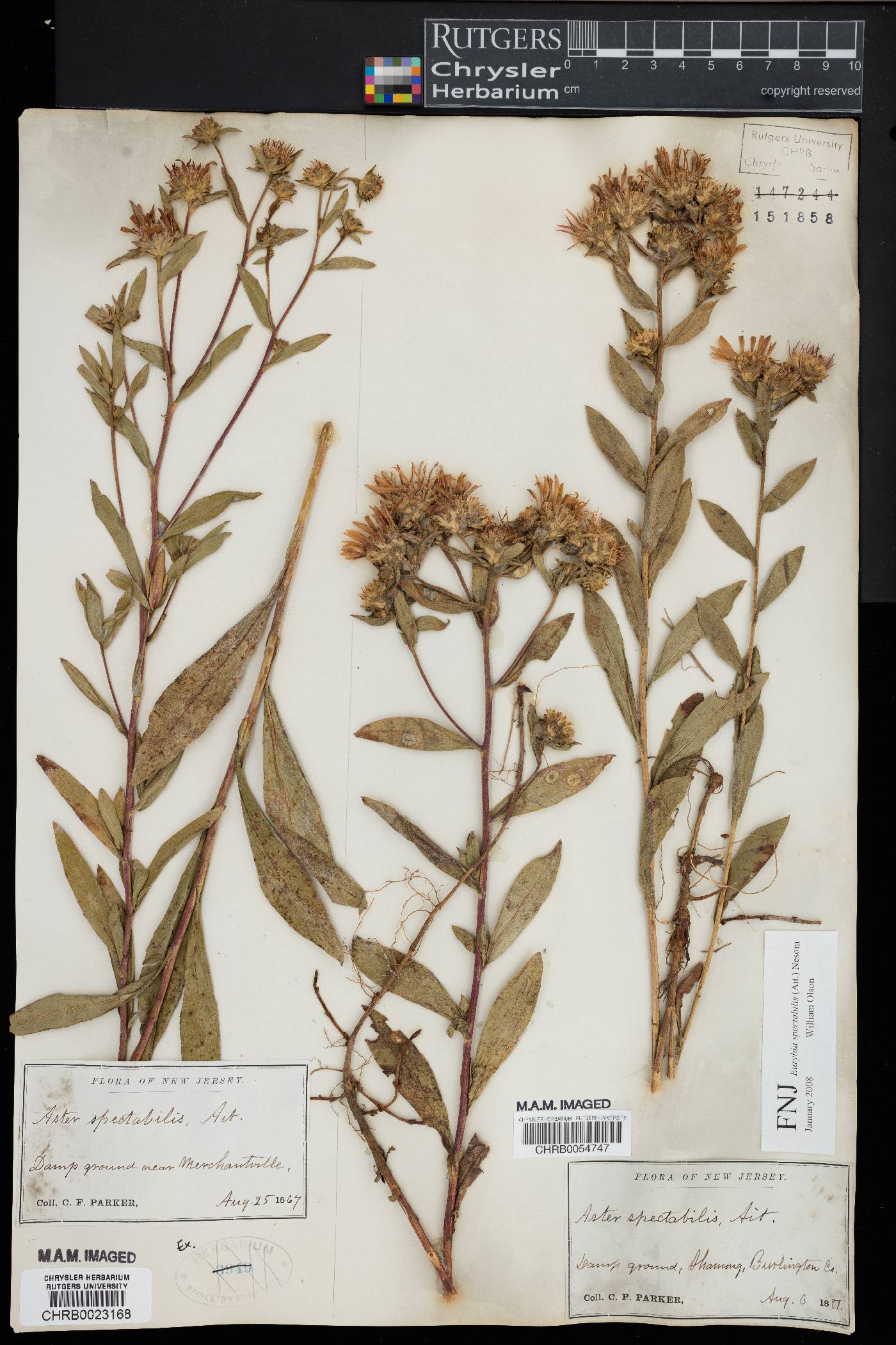 Eurybia spectabilis image