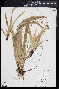 Carex plantaginea image