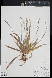 Carex platyphylla image