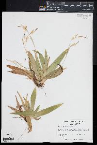 Carex platyphylla image