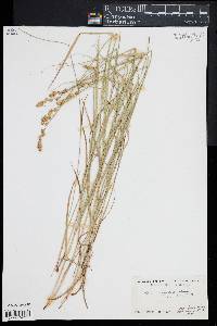 Carex projecta image