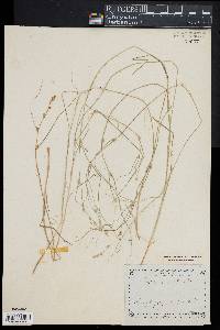 Carex remota image