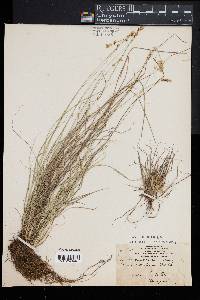 Carex retroflexa image