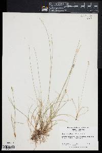 Carex retroflexa image